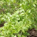 Celastrus scandens ശീലം