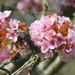 Prunus sargentii Virág