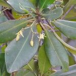 Rhizophora mangle Blatt