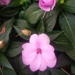 Impatiens hawkeri फूल