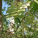 Toona sinensis Листок