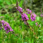 Lythrum salicaria Blüte