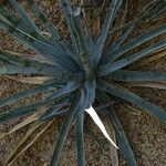 Agave lophantha Листок