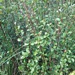 Betula humilis Habit