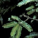 Sophora denudata Corteza