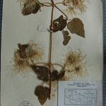 Clematis buchananiana Otro