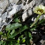 Leucanthemum adustum Blad