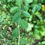 Cotoneaster franchetiiLeaf