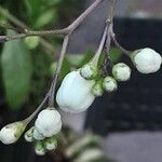 Solanum laxum Flower