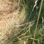 Calamagrostis arundinacea Blad