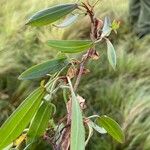 Rumex usambarensis Blad