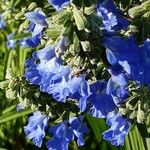 Salvia azurea 花