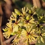 Boscia mossambicensisFlower