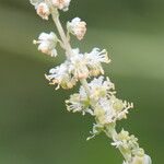 Caylusea hexagyna Λουλούδι
