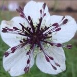 Nigella hispanica 花