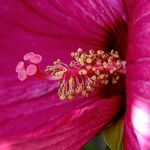 Hibiscus moscheutos Blomst