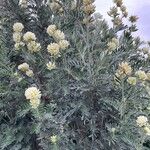 Anthyllis barba-jovis Цвят