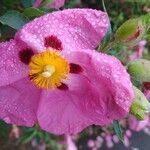 Cistus x purpureus Virág