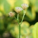 Cyanthillium cinereum Fruit