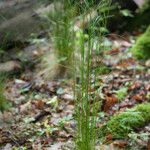 Festuca heterophylla Květ