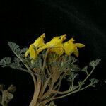 Corydalis megacalyx عادت