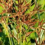 Cyperus longus Çiçek