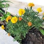 Tagetes erecta 整株植物