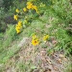 Engelmannia peristenia Flower