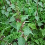 Urtica chamaedryoides Hábitos