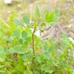 Medicago truncatula Habitus