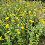 Pulicaria dysentericaFlower