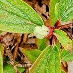 Ribes laurifolium Hábito