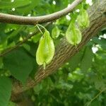 Halesia carolina Plod