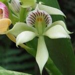 Prosthechea chacaoensis Kvet