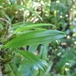 Bulbophyllum densum Leaf