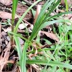 Cyperus hermaphroditus Yaprak