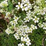 Saxifraga trifurcata Blüte