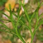 Lycopodium complanatum Fuelha