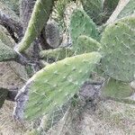 Opuntia littoralis Plod