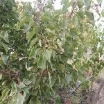 Prunus armeniaca Feuille
