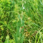 Helianthus mollis आदत