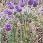 Pulsatilla montana Bloem