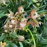 Cymbidium tracyanum Kvet