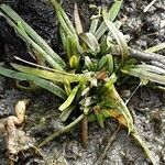 Baldellia ranunculoides Habitat