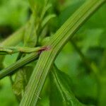 Oenanthe crocata Rusca