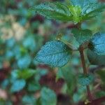 Pilea urticifolia Hostoa