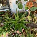 Aloe × delaetii Хабит