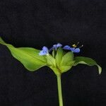 Commelina maculata Hábito