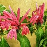 Dianthera candicans Flower