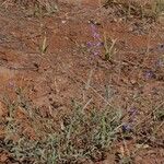 Penstemon laetus Habit